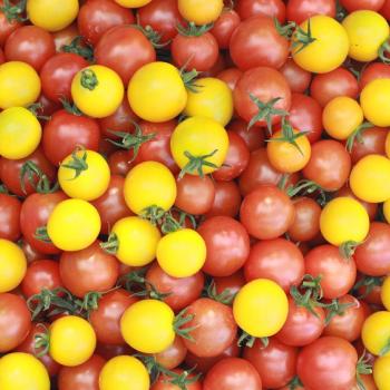 ハーベストマーケットに参加しました