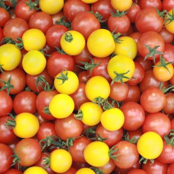 極うまミニトマト