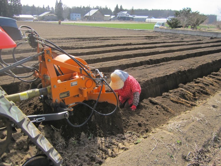 長芋の春掘り