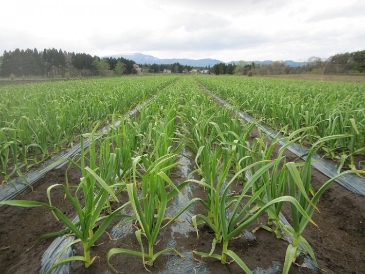 現在のにんにく畑