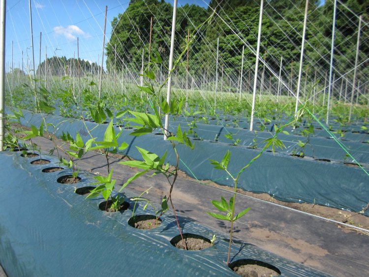 アピオス成長記録