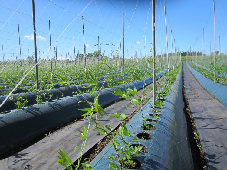 アピオス成長記録