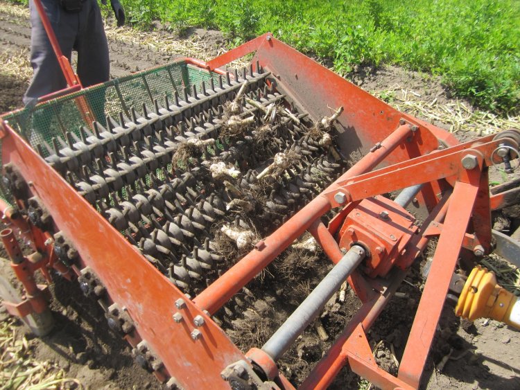令和5年産のにんにくの収穫始まりました。