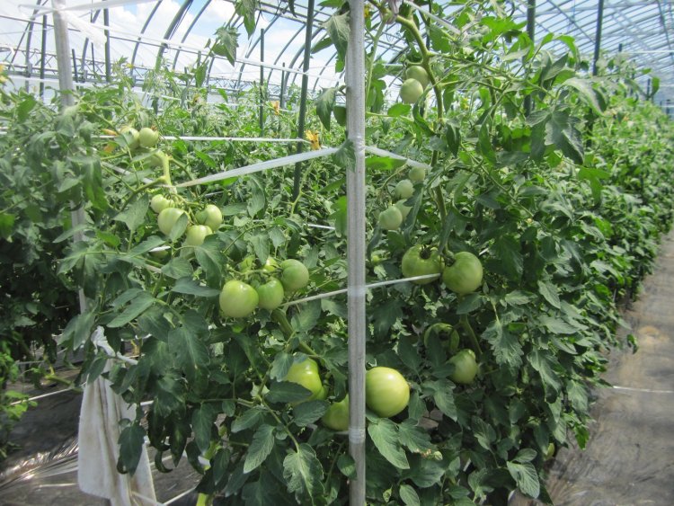 汗だくになりながらトマトの栽培管理