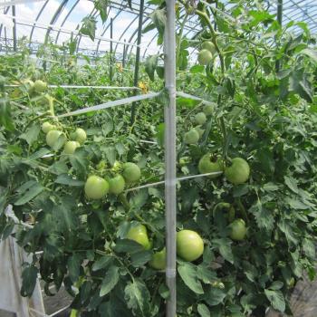 汗だくになりながらトマトの栽培管理