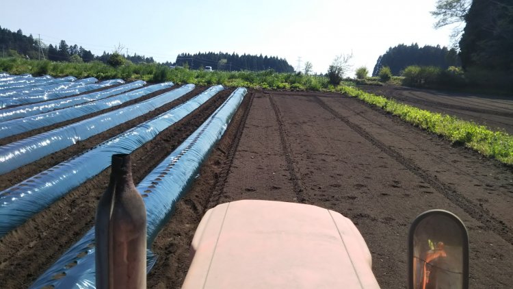 アピオスの植え付け始まりましたi