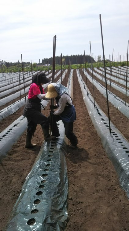 アピオスの植え付け始まりましたi