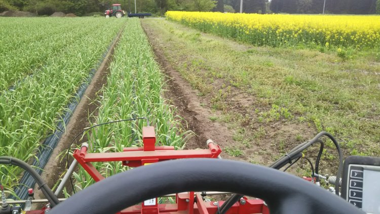 にんにく畑の防除