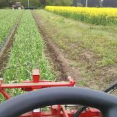 にんにく畑の防除