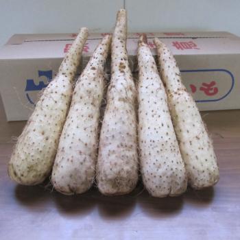 トロフィー長芋