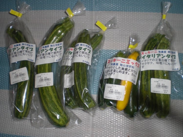 ズッキーニ初出荷