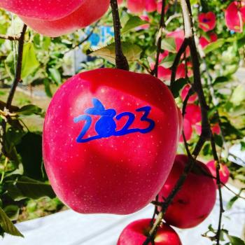 むつ絵入りりんご