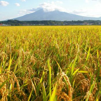 完全無農薬栽培　アイガモ農法米　つがるロマン