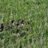 おいしいごはんを作る会