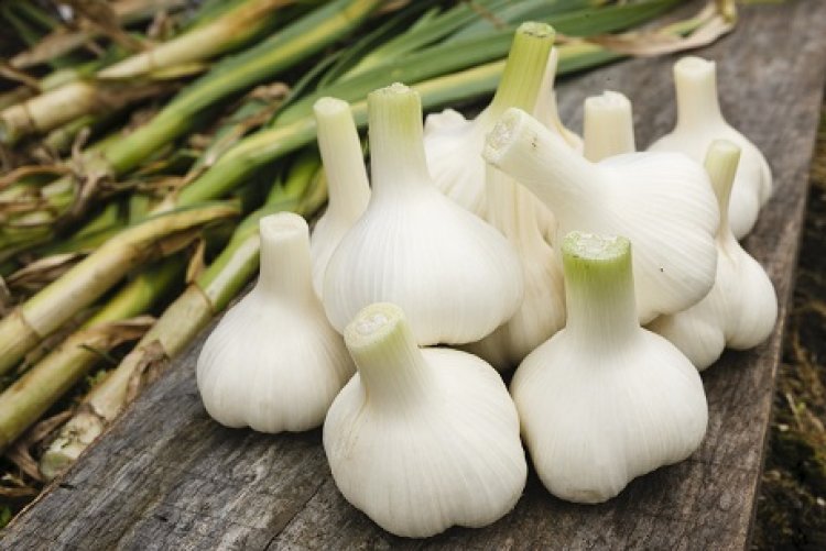 高品質にんにくをお届けします！「株式会社岡崎屋」HARVEST MARKET参加しました！