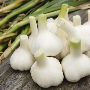 高品質にんにくをお届けします！「株式会社岡崎屋」HARVEST MARKET参加しました！