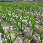 株式会社岡崎屋