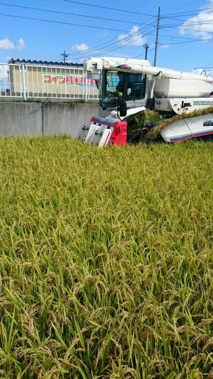 27年産新米刈取りスタート！