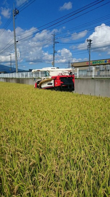 27年産新米刈取りスタート！