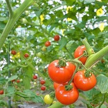 フルーツトマト(華小町)