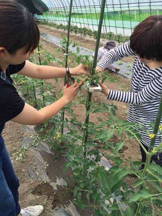 夏野菜、収穫！