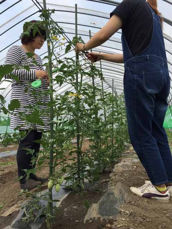 夏野菜、収穫！