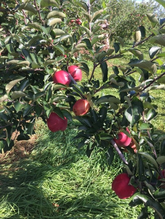 中生種収穫に向けて