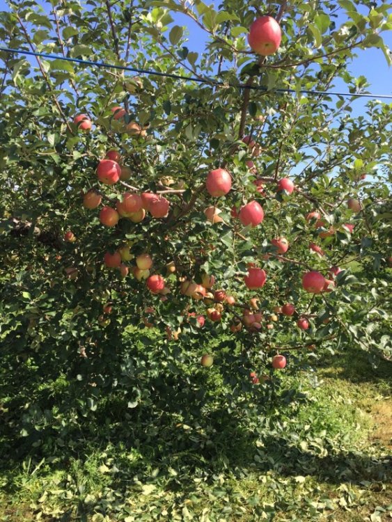 中生種収穫に向けて