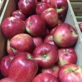 【希少品種】青森りんご 彩香（さいか）収穫！！