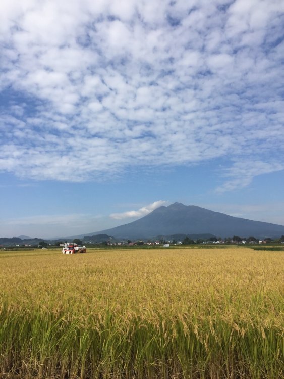 あきたこまち　稲刈り始まる！！