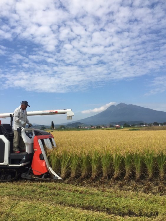 あきたこまち　稲刈り始まる！！