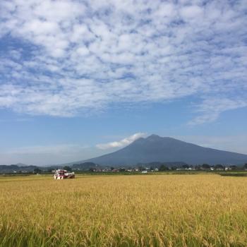 あきたこまち 稲刈り始まる!!