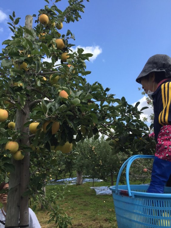 青森りんご　『とき』　もぎたてをお届け！！