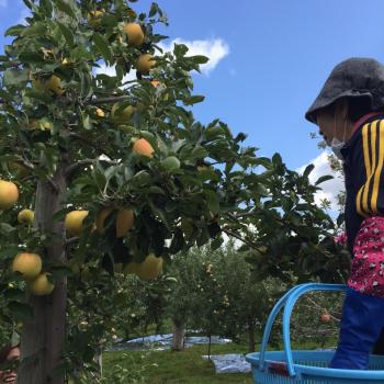 青森りんご　『とき』　もぎたてをお届け！！