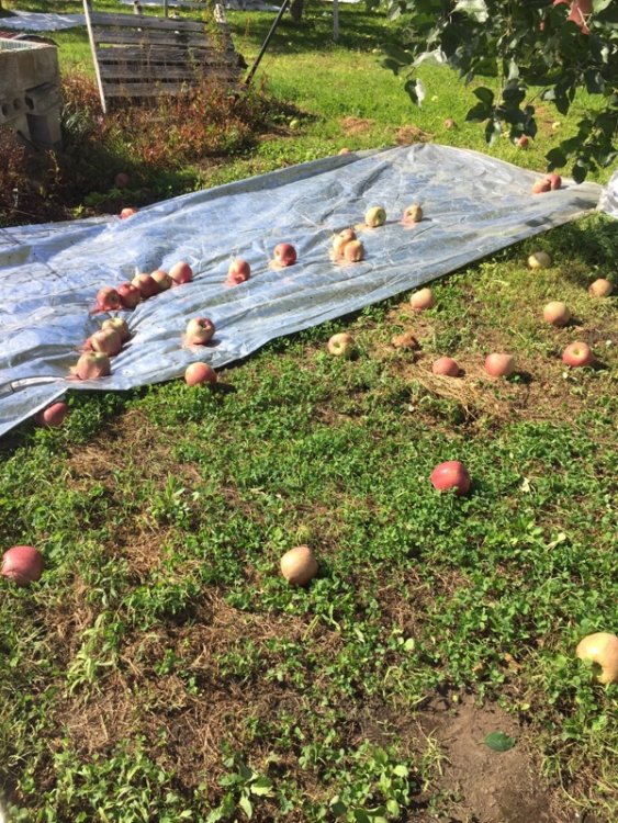 爆弾低気圧による強風の影響