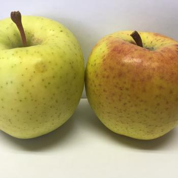 希少品種　『星の金貨』収穫