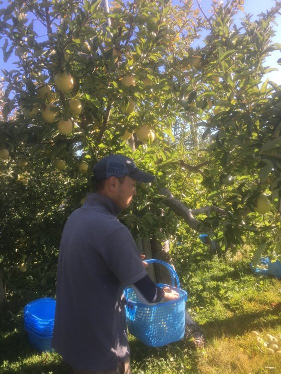 『王林』もいだ！！