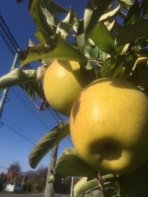 『王林』もいだ！！