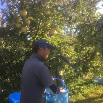 『王林』もいだ！！