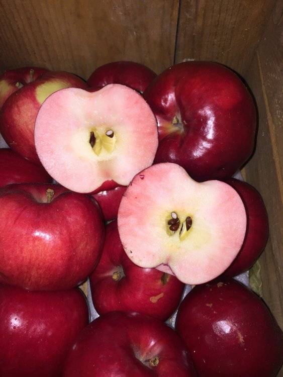 紅の夢限定販売開始！！