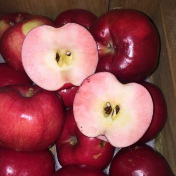 紅の夢限定販売開始！！