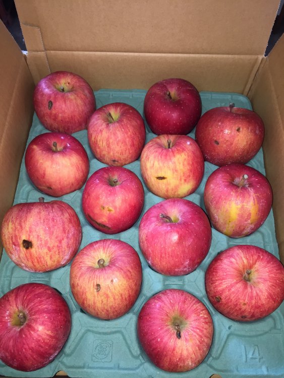 スマートフレッシュのふじ！ご家庭用傷ありりんごもございます。