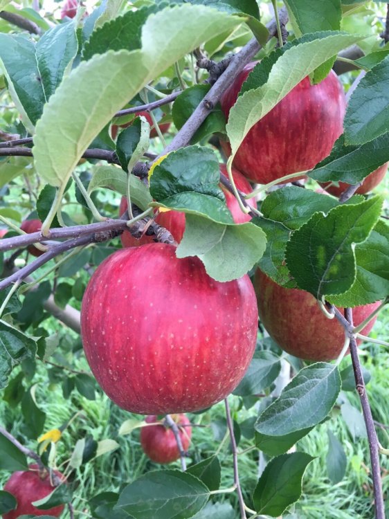 つがる（津軽）収穫せまる！！