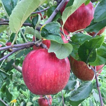 つがる（津軽）収穫せまる！！