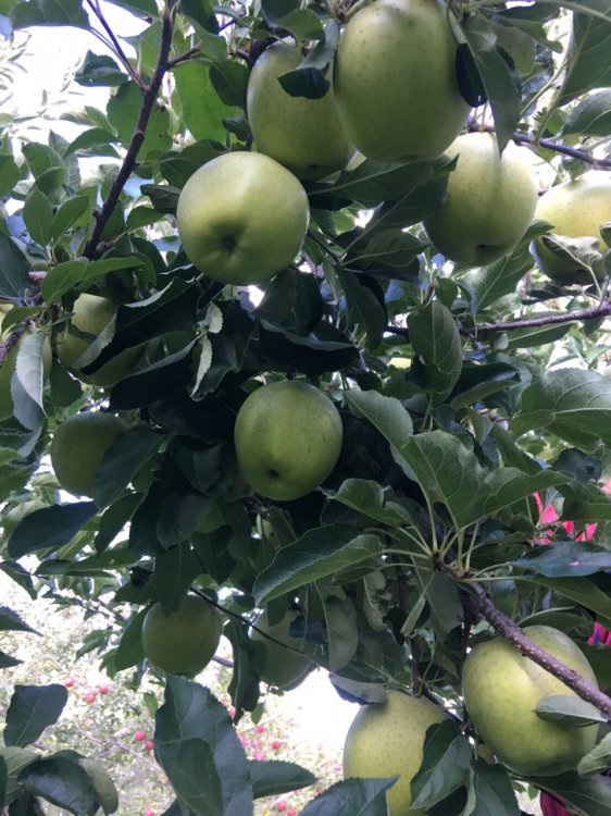 王林収穫しました！！