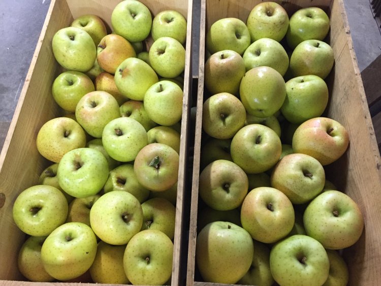 王林収穫しました！！