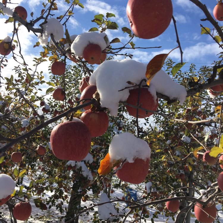 津軽平野冬景色