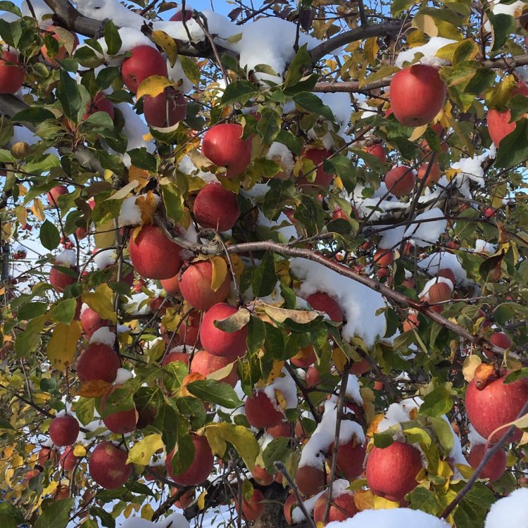 津軽平野冬景色
