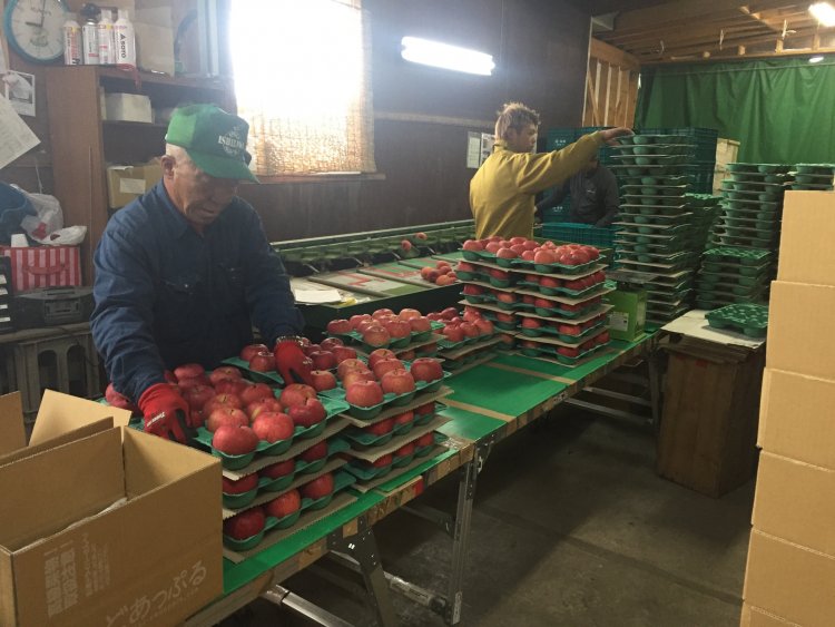 春だってりんごが食べた～い♪