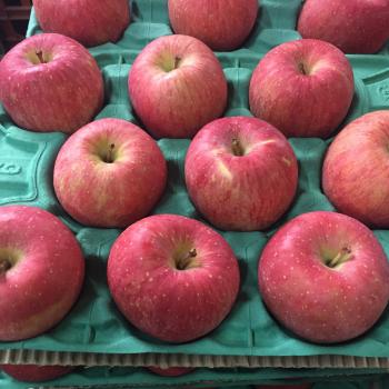 春だってりんごが食べた～い♪